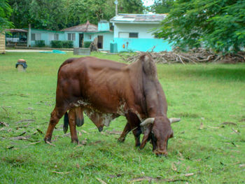 Horses grazing in a field