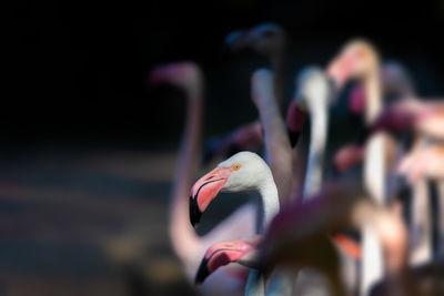 Close-up of birds in sea