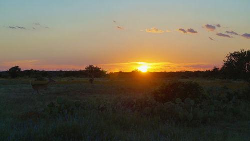 Silhouette trees on field against sky at sunset