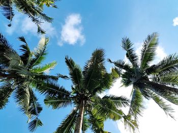 Low angle view of palm tree against sky