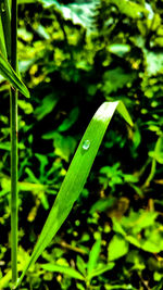 Close-up of fresh green plant