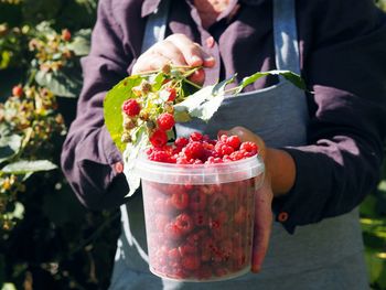 An older woman collects red ripe remontant raspberries from the branches. harvesting season.