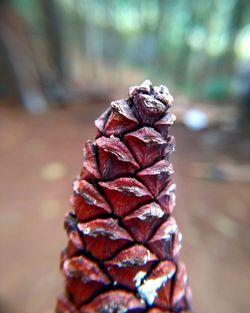 Close-up of pine cone