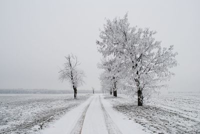 Snow covered trees against clear sky