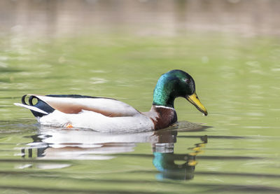 Duck swimming in a lake