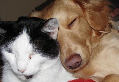 Close-up of cat sleeping