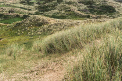View of grassy field