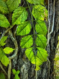 Close-up of green leaves on tree trunk