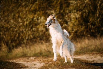 Horse standing on field