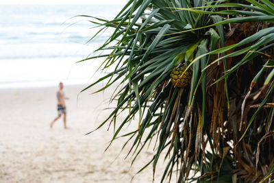 Rear view of man on beach