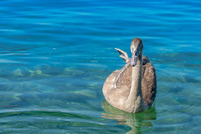 Bird swimming in sea