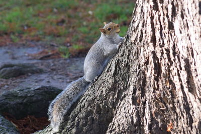 Close-up of lizard on tree trunk