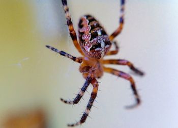 Extreme close up of insect on plant