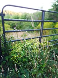 Close-up of plants growing on field