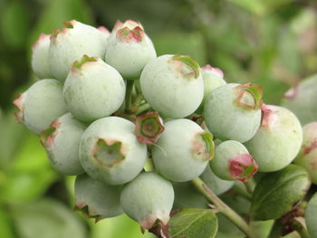 Close-up of blueberry plant