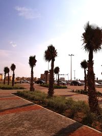 Palm trees on footpath against sky