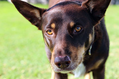 Close-up portrait of a dog