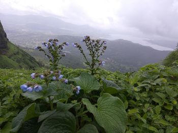 Scenic view of flowering plants and mountains against sky