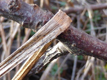 Close up of wood