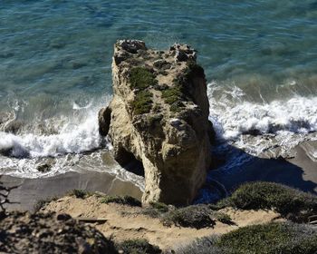 High angle view of lizard on rock at beach