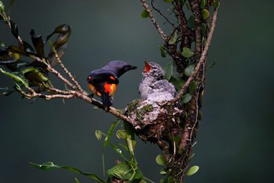 The mother bird provides breakfast to her young