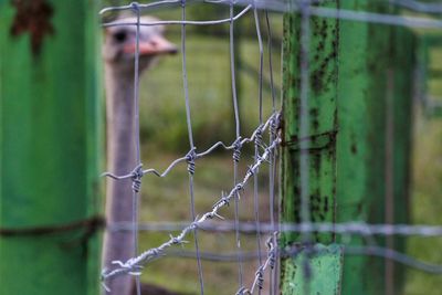 Ostrich seen from metallic fence at zoo