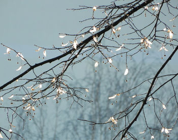 Low angle view of flowering plant against sky during winter