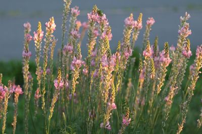 Close-up of pink flowers blooming outdoors