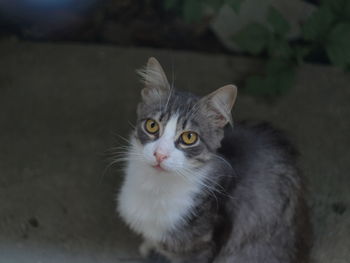 Close-up portrait of cat