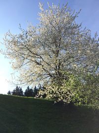 Low angle view of flowers on tree