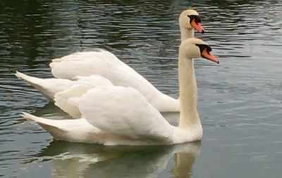 Birds in calm water