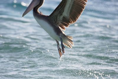 Seagull flying in the sea