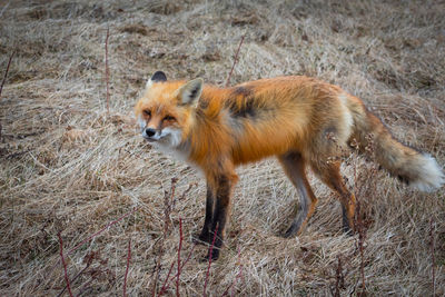 Side view of sheep on field