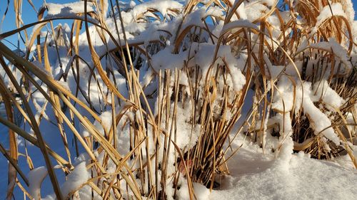 Close-up of frozen plants