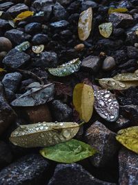 High angle view of leaves on stones