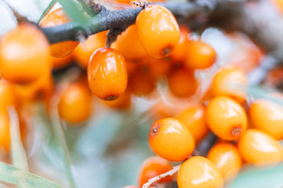 Close-up of orange fruits