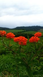 Close-up of red flowers blooming in field