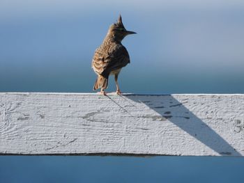 Lark perching on deck