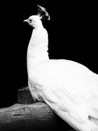 White peacock perching on wooden post