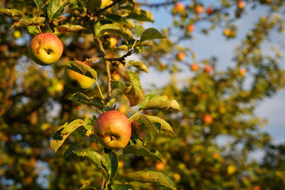 Close-up of apples on tree