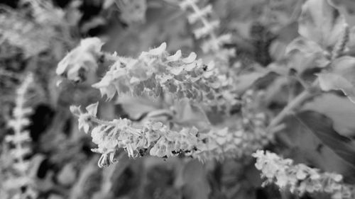 Close-up of flowers blooming outdoors