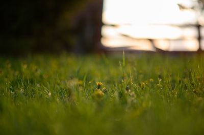 Surface level of grass on field