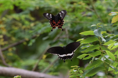 Butterfly pollinating flower