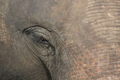 Close-up of elephant