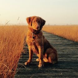 Portrait of dog sitting on field against clear sky