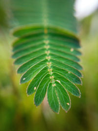 Close-up of green leaves