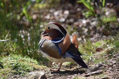 Close-up of a mandarin duck on land