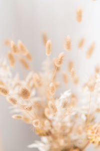 Close-up of flowering plants on field