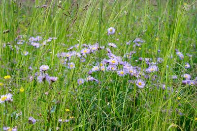 Close-up of purple flowers in field