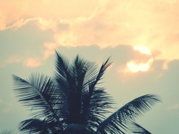 Low angle view of palm trees against sky